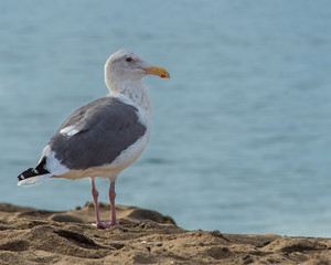Seagull