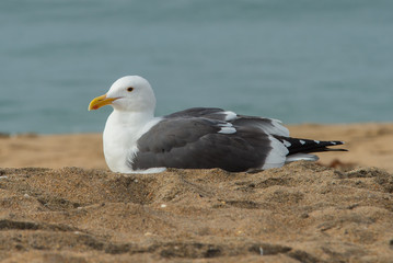 Seagull