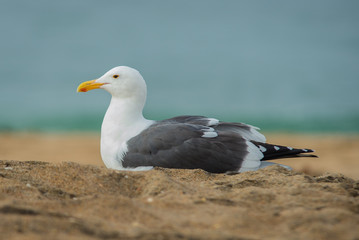 Seagull 
