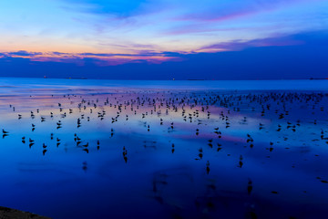 Natural background of the gull standing on water during the twilight sky background,Thailand