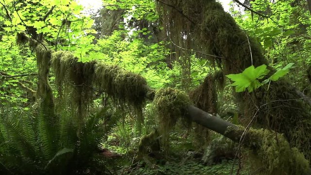 Push in dolly shot under tree and moss in the rainforest