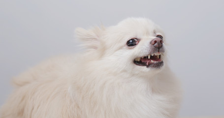 White Pomeranian dog feel angry