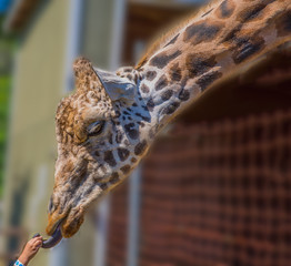 The hand that giveth...