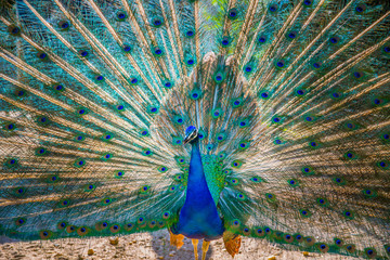 Peacock