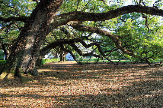 Enormous Oak Trees Stretch their long branches with the support of the ground. 