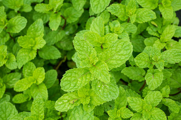 Fototapeta na wymiar close up mint leaves plant grow in organic vegetable garden