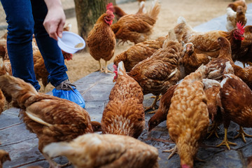 Farmer holding animal feed in white bowl for many chicken (hen) on vintage floor for animal background or texture - chicken farm business concept.