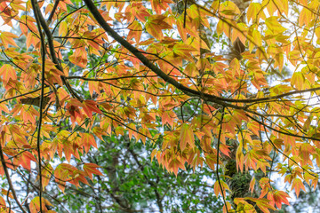 The leaf of maple in spring.