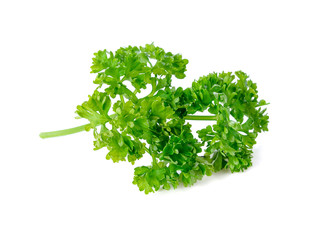 Obraz premium parsley isolated on a white background