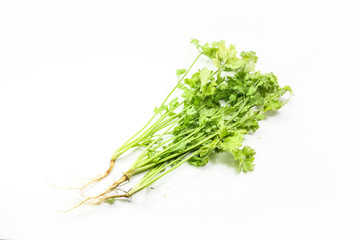 Bunch of coriander on white background.