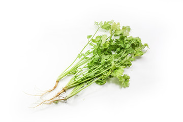Bunch of coriander on white background.