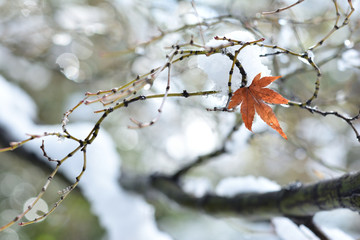 雪　モミジの紅葉
