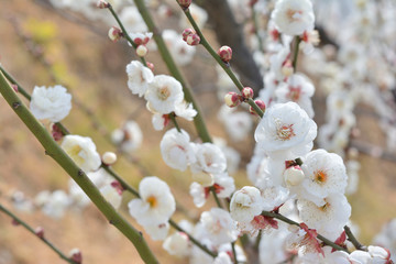 梅の花　早春


