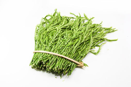 Climbing Wattle, Acacia, Cha-om on white background