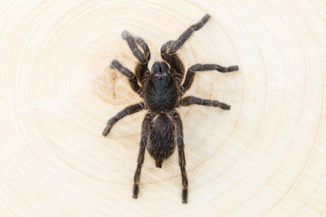 The spider on wooden background.