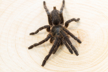 The spider on wooden background.