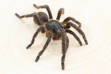 The spider on wooden background.