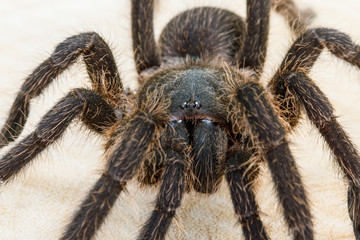 The spider on wooden background.