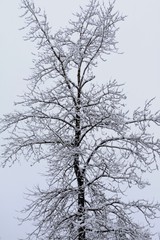 Fototapeta na wymiar Snow Tree