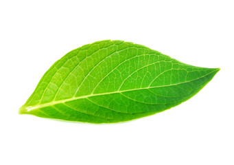 Naklejka na ściany i meble Green leaf on white background
