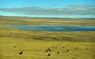 panorama of green meadow on the Tibetan Plateau in China