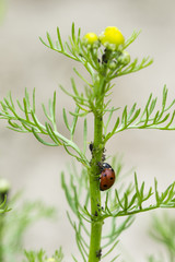 An ant ridding a ladybug on a chamomile stem with aphids. © lapis2380