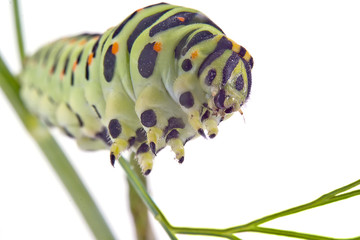 Naklejka premium Swallowtail butterfly caterpillar