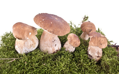 Cep on a hummock