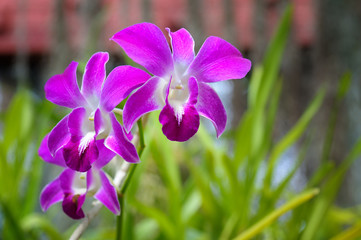 Beautiful purple orchid flowers in the garden.