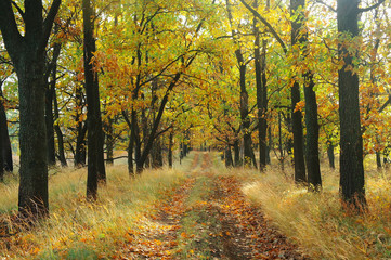 Road under the trees in autumn