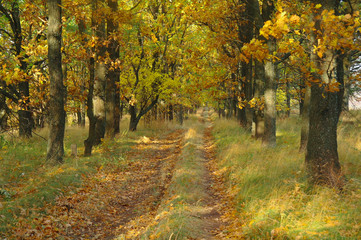 Road under the trees in autumn