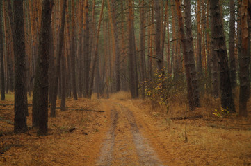 Pines in the forest with misty morning