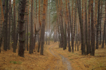 Pines in the forest with misty morning