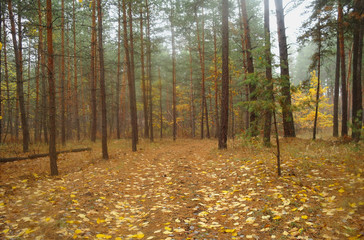 Pines in the forest with misty morning