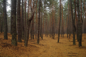 Pines in the forest with misty morning