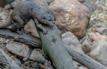 Earth Toned Baby Otter Playing on a Log Against a Rocky Background