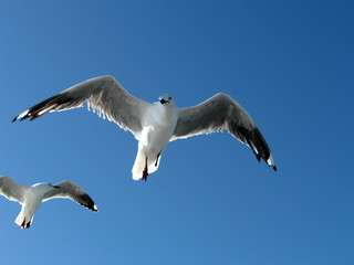 seagulls