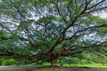 Rain tree (Monkey pod) The big tree about one hundred years old.