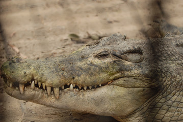 Hartley's Crocodile Adventures