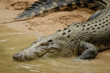 Hartley's Crocodile Adventures