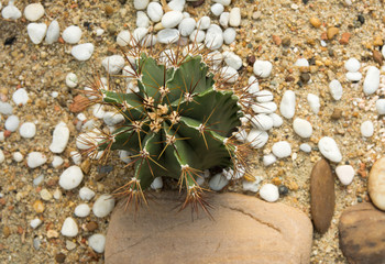 Cactus round spines spread on the sand..