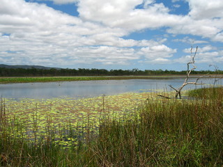 wetlands