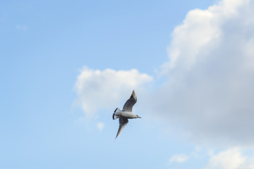 Fototapeta na wymiar a lone bird a gull flies in the clouds