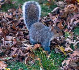 Foraging Gray Squirrel Against Autumn Leaf Litter