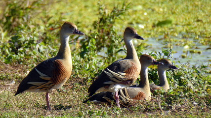 whistling ducks