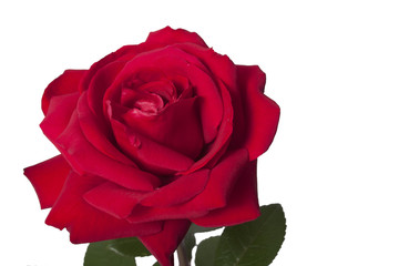 red rose on the white background