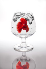 Red siamese fighting fish in a glass of wine.