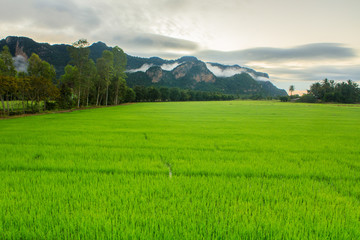 Fototapeta premium Landscape of rice field in the countryside of Thailand.