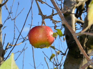 forgotten in a harvest Apple in Orchard,morning shot after the rain