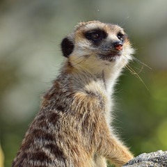 Erdmännchen im Tierpark